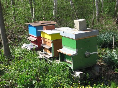 ruches abeilles